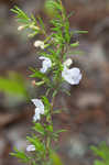 Apalachicola false rosemary